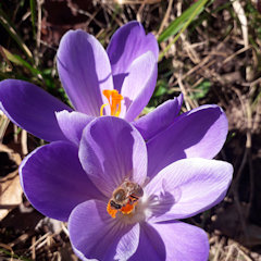 Ape su un fiore di zafferano