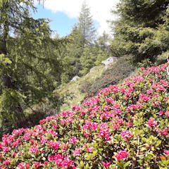 La spettacolare fioritura del rododendro in alta montagna