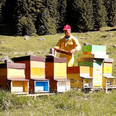 Al lavoro seguendo il ritmo delle api