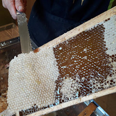La disopercolatura del favo di miele
